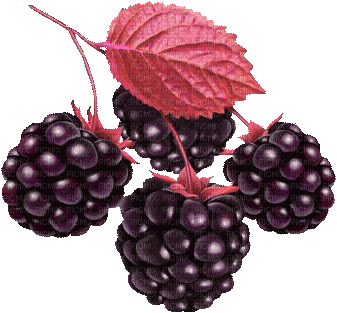 raspberries fruit - Bezmaksas animēts GIF