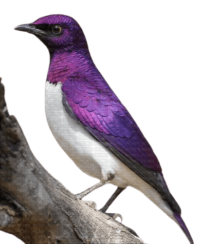 Oiseau - бесплатно png