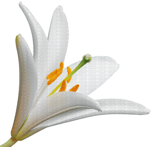 Lily - ilmainen png