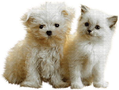 Chat & Chien - zdarma png