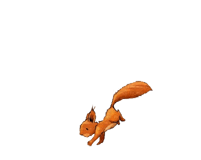 squirrel animation, animal , gif - Free animated GIF - PicMix