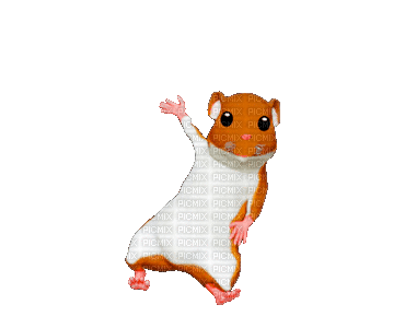 Hamster - Nemokamas animacinis gif