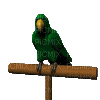 parrot katrin - Бесплатный анимированный гифка