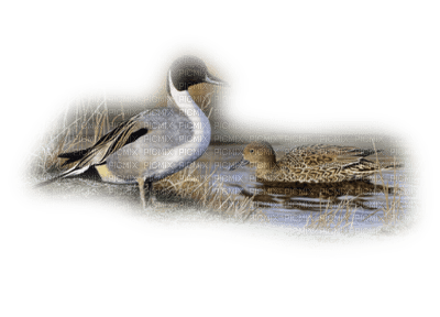 Kaz_Creations Swans Birds - ilmainen png