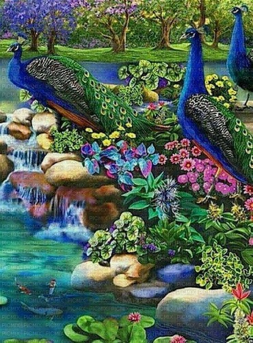 Peacock background - png grátis