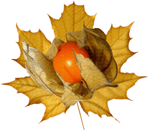 Obst, Physalis - бесплатно png