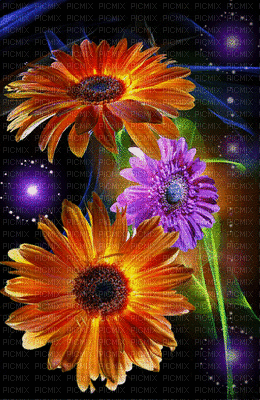 MMarcia gif flores fundo - Nemokamas animacinis gif