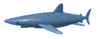 requin - Бесплатный анимированный гифка