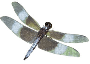 Dragonfly katrin - 免费PNG