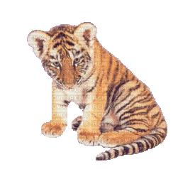 aze tigre - Gratis animerad GIF