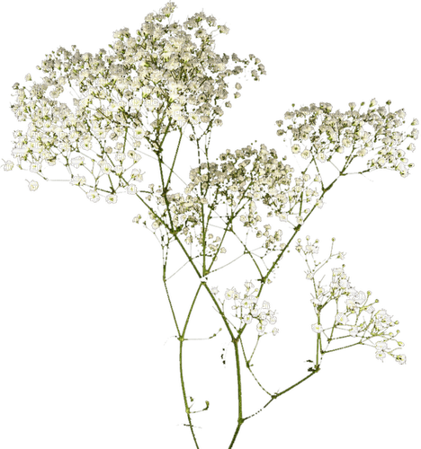Fleurs Blanches.White.Flowers.Victoriabea - Free PNG