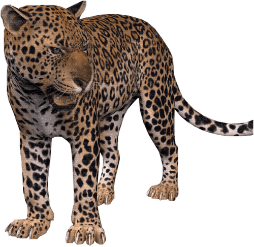 Leopard - besplatni png