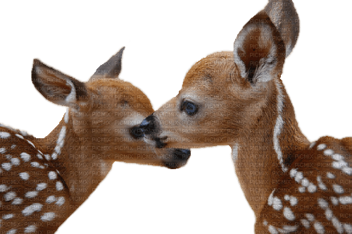 deer animals family cerf - Free PNG