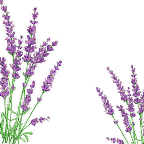 Lavender  Bb2 - ingyenes png