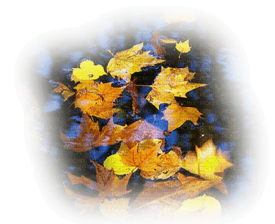 automne - PNG gratuit