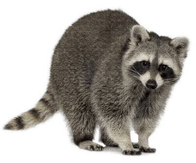 raccoon bp - darmowe png