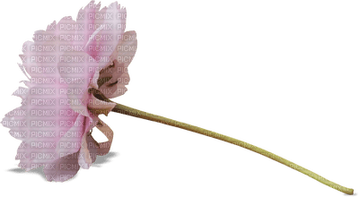 minou-pink-flower-blomma - ücretsiz png