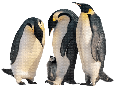 Pingouins. - PNG gratuit