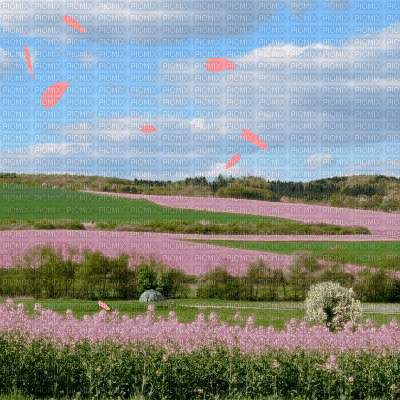 Pink Spring Fields - Free animated GIF