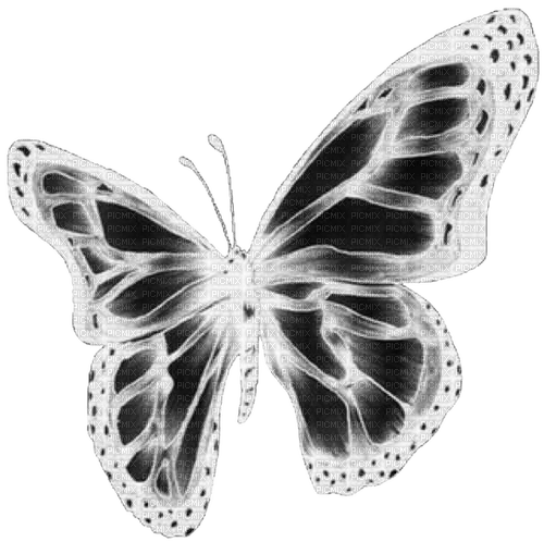 webcore butterfly - png gratis