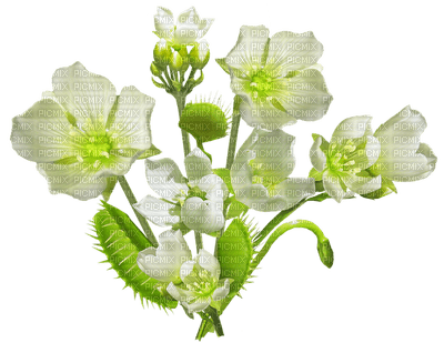 kukka, fleur, flower - png grátis