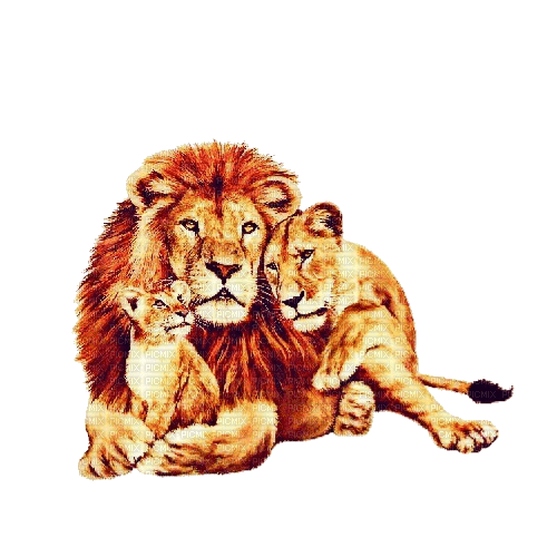 lions - png grátis
