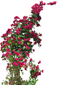 climbing roses, sunshine3 - 免费PNG