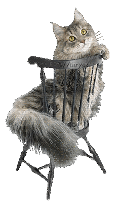 chat sur une chaise - Gratis geanimeerde GIF