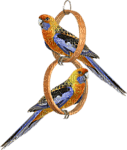 birds-parrots-NitsaPap - ücretsiz png