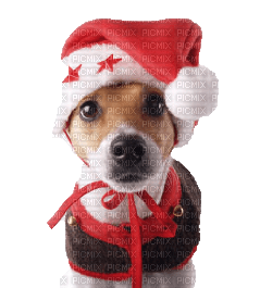 Kaz_Creations Christmas Dog Pup Dogs - gratis png