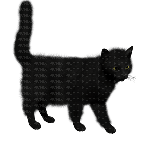 Kaz_Creations Cat Kitten - besplatni png
