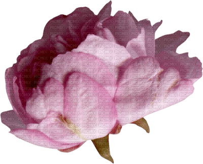 minou-pink-flower-blommor - zadarmo png