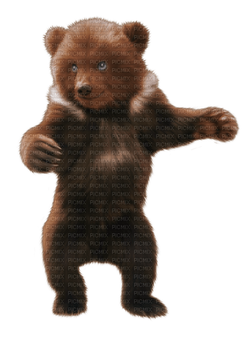 Медведь Карина - ücretsiz png