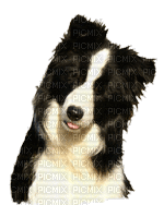 dog bp - Бесплатни анимирани ГИФ