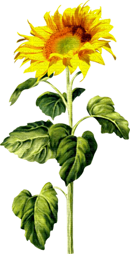Sunflower.Brown.Yellow - nemokama png