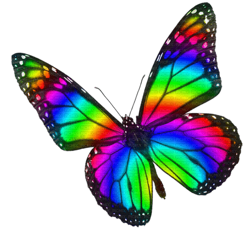 Butterfly.Rainbow - gratis png