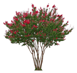arvore flor - PNG gratuit