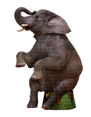 Cyrkowy słoń - png gratuito