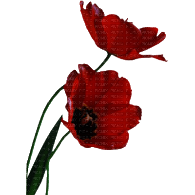 flowers-red - δωρεάν png