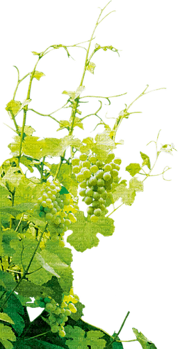 vine tube nature plants white grapes vineyard - фрее пнг