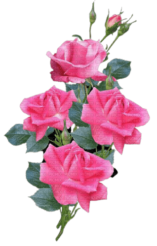 vintage pink rose - PNG gratuit