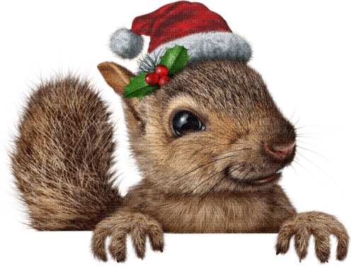 Christmas.Noël.Écureuil.Squirrel.Victoriabea - Free PNG