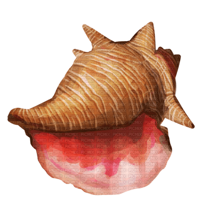 conch - δωρεάν png