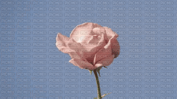 Rose - GIF animé gratuit