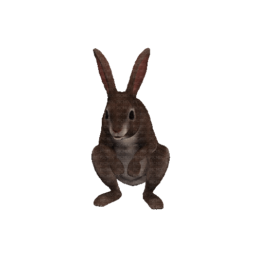 Rabbit.Lapin.Conejo.gif.Victoriabea - GIF animé gratuit