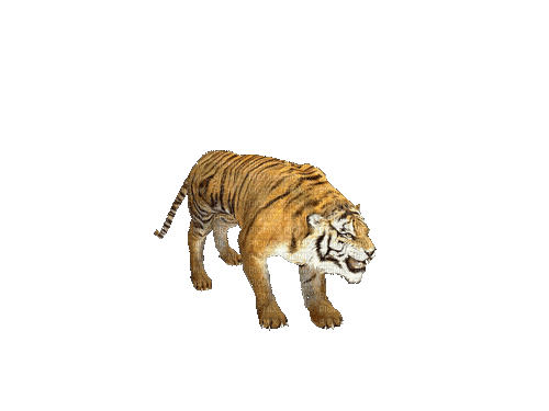 Tiger - Darmowy animowany GIF