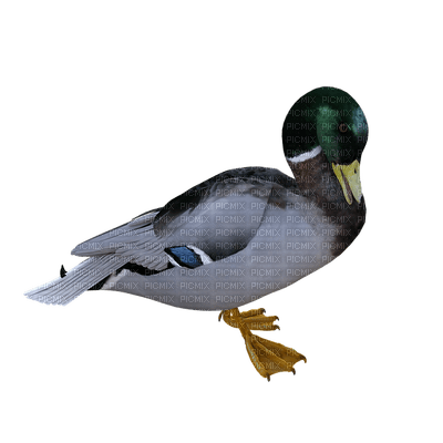duck, sorsa - 免费PNG