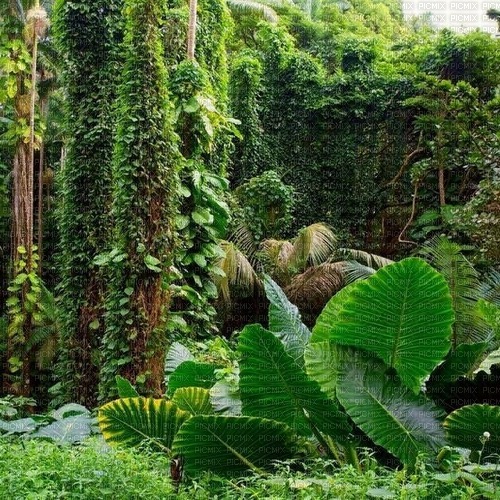 Jungle Background - png ฟรี
