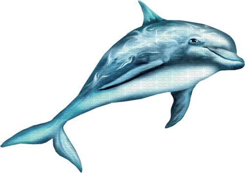 Dolphin.Blue - ingyenes png