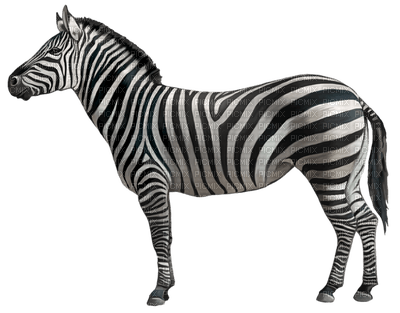 zebra - png gratis